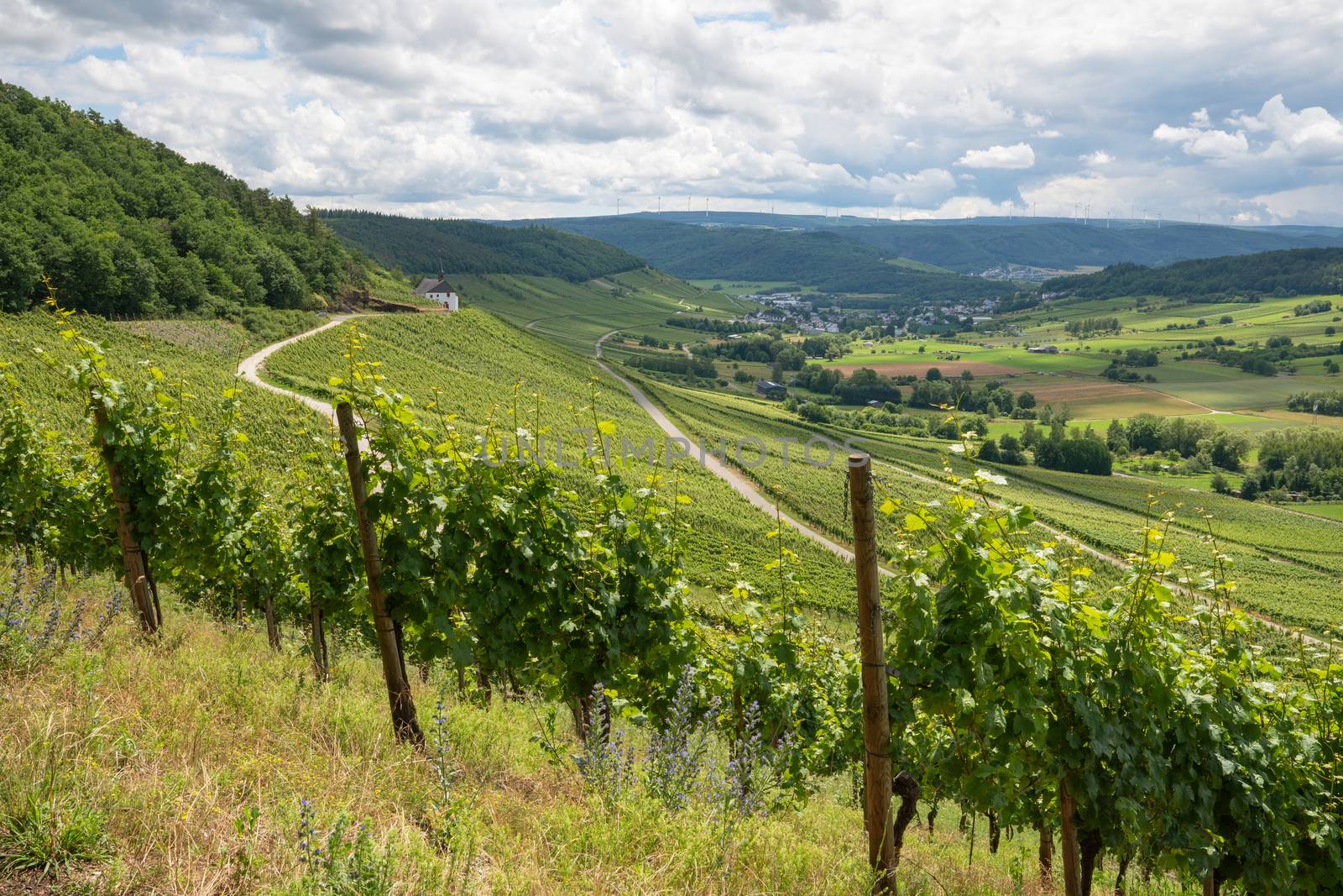 Panoramic landscape with view to the Moselle village Lieser close to Bernkastel, Germany