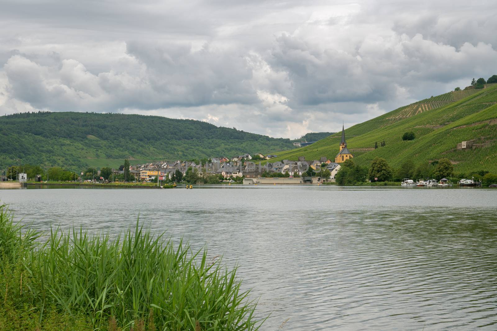 Panoramic view over the Moselle river to the village Zeltingen close to Bernkastel with the vineyards in the backgroud, Germany