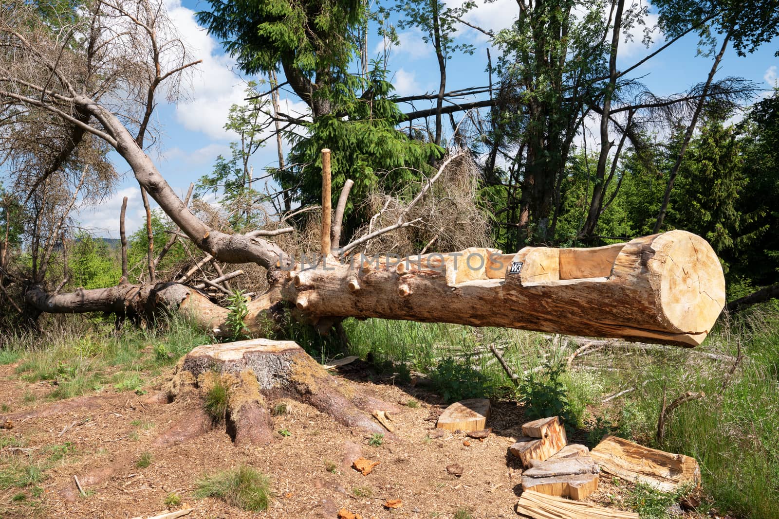 Tree trunk used as resting place on a hiking trail, Sauerland, Germany
