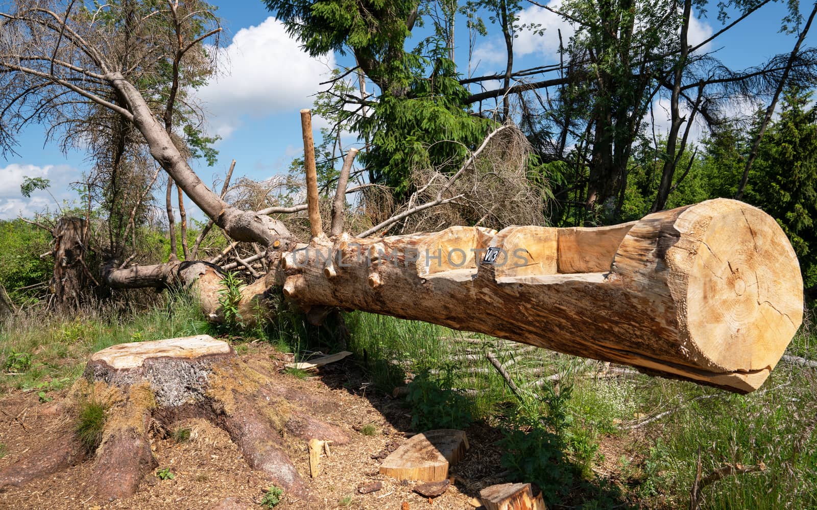 Tree trunk used as resting place on a hiking trail, Sauerland, Germany