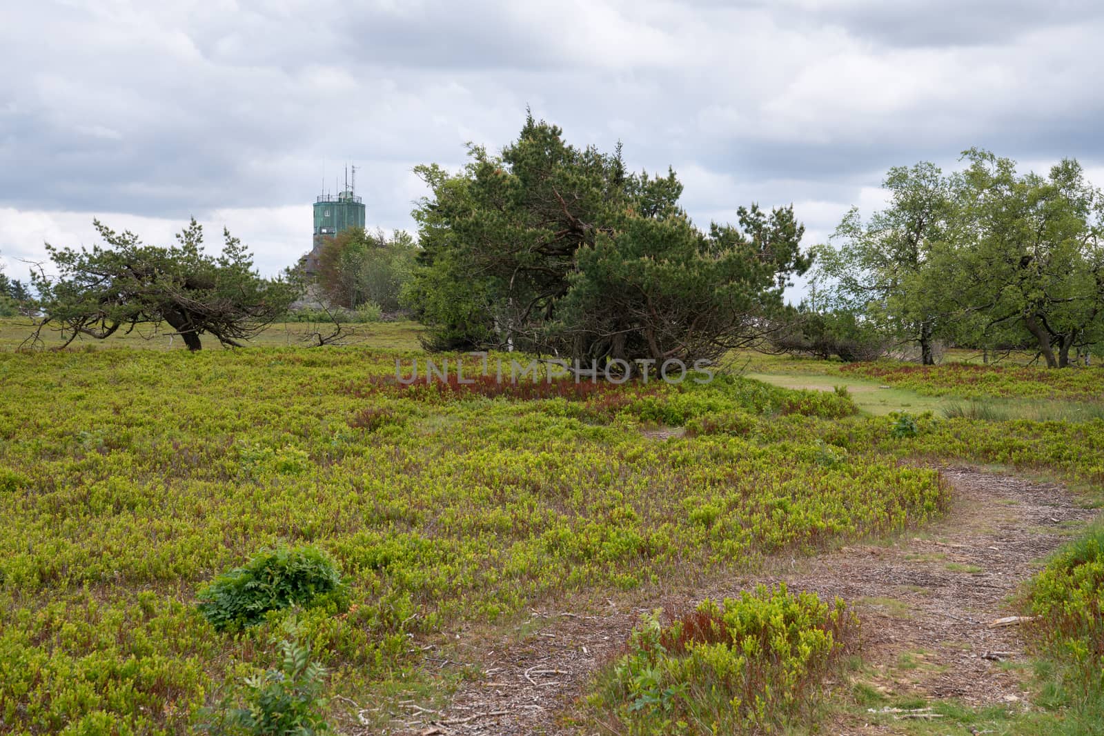 Panoramic image of the heath landscape on the peak of the Kahler Asten, most famous mountain of Sauerland region, Germany