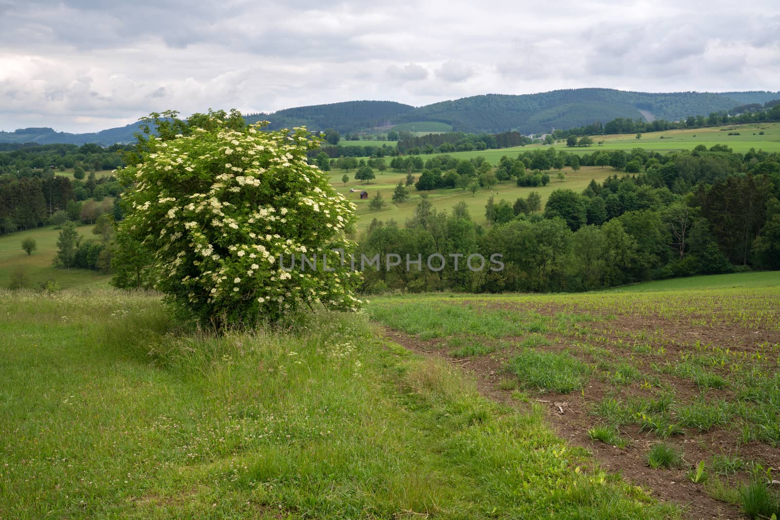 Panoramic image of the landscape close to Winterberg, Sauerland region, Germany