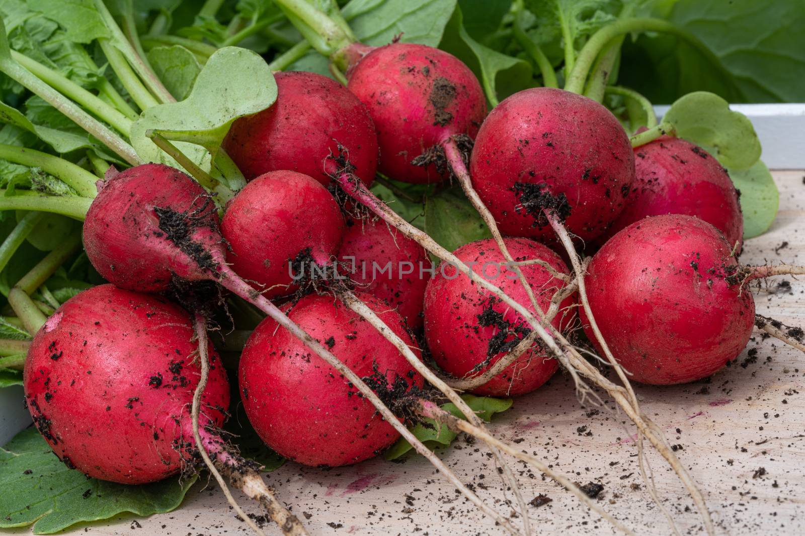 Harvest time, close up image of redish just after harvesting with roots and leafes