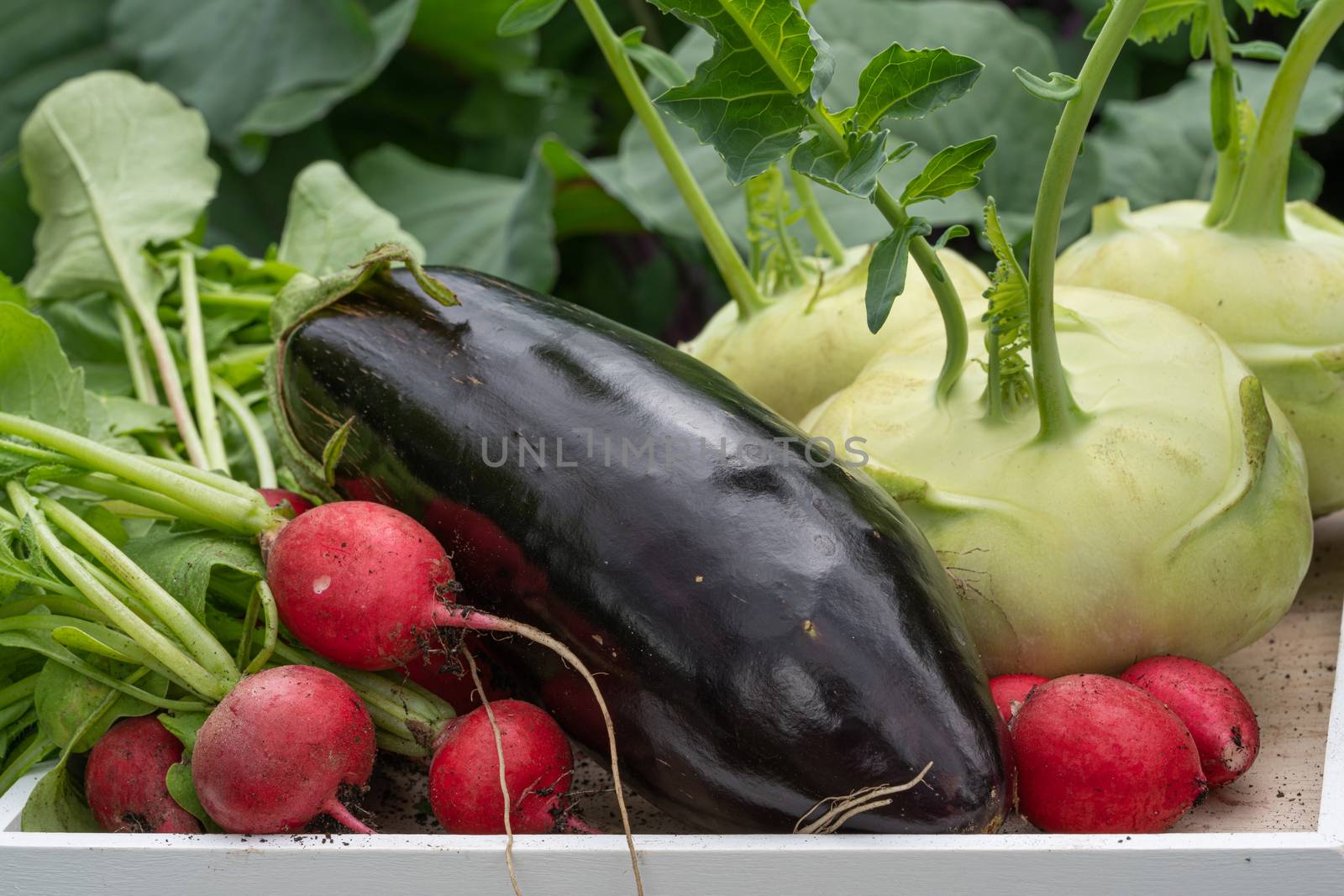 Harvest time, close up image of vegetables