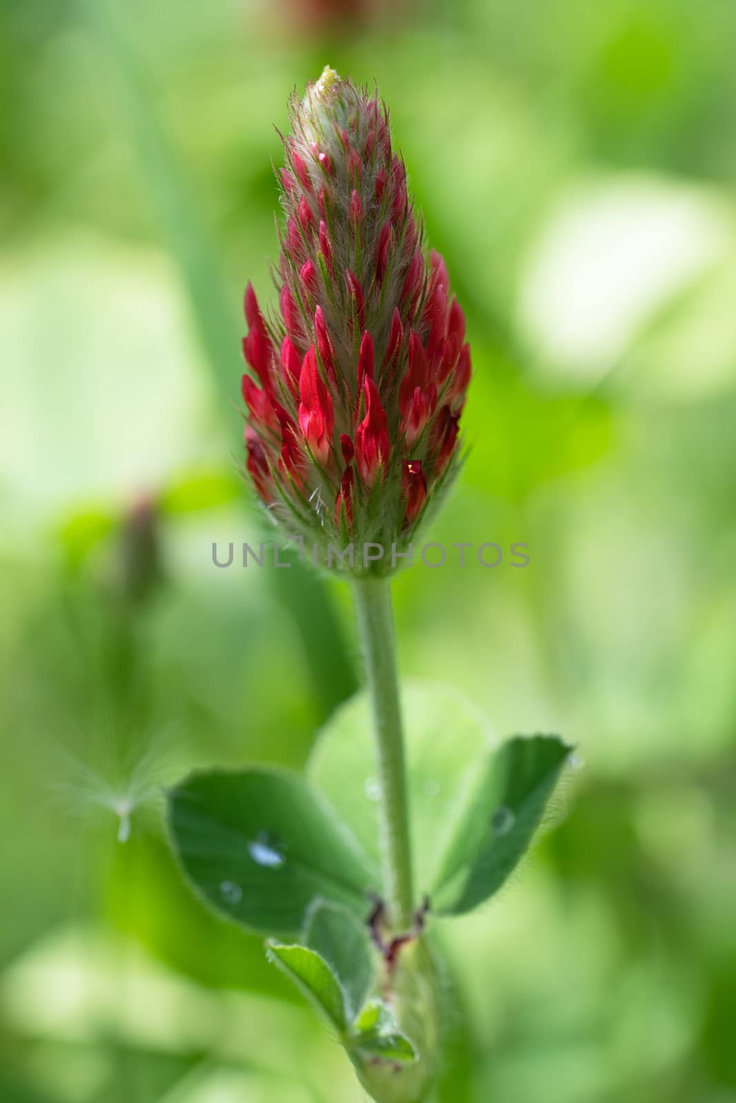 Crimson clover, Trifolium incarnatum by alfotokunst