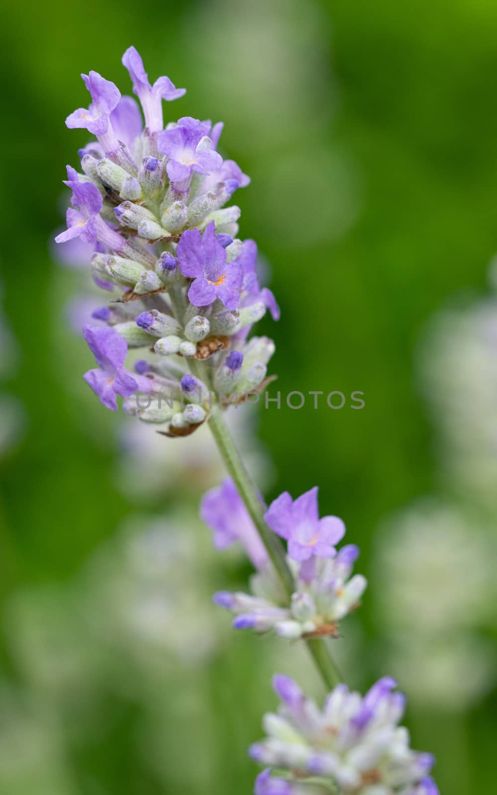 Lavender (Lavandula angustifolia), close up of the flower head