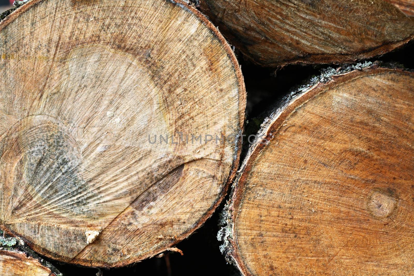 Wooden background. Cross-section of a tree extreme closeup