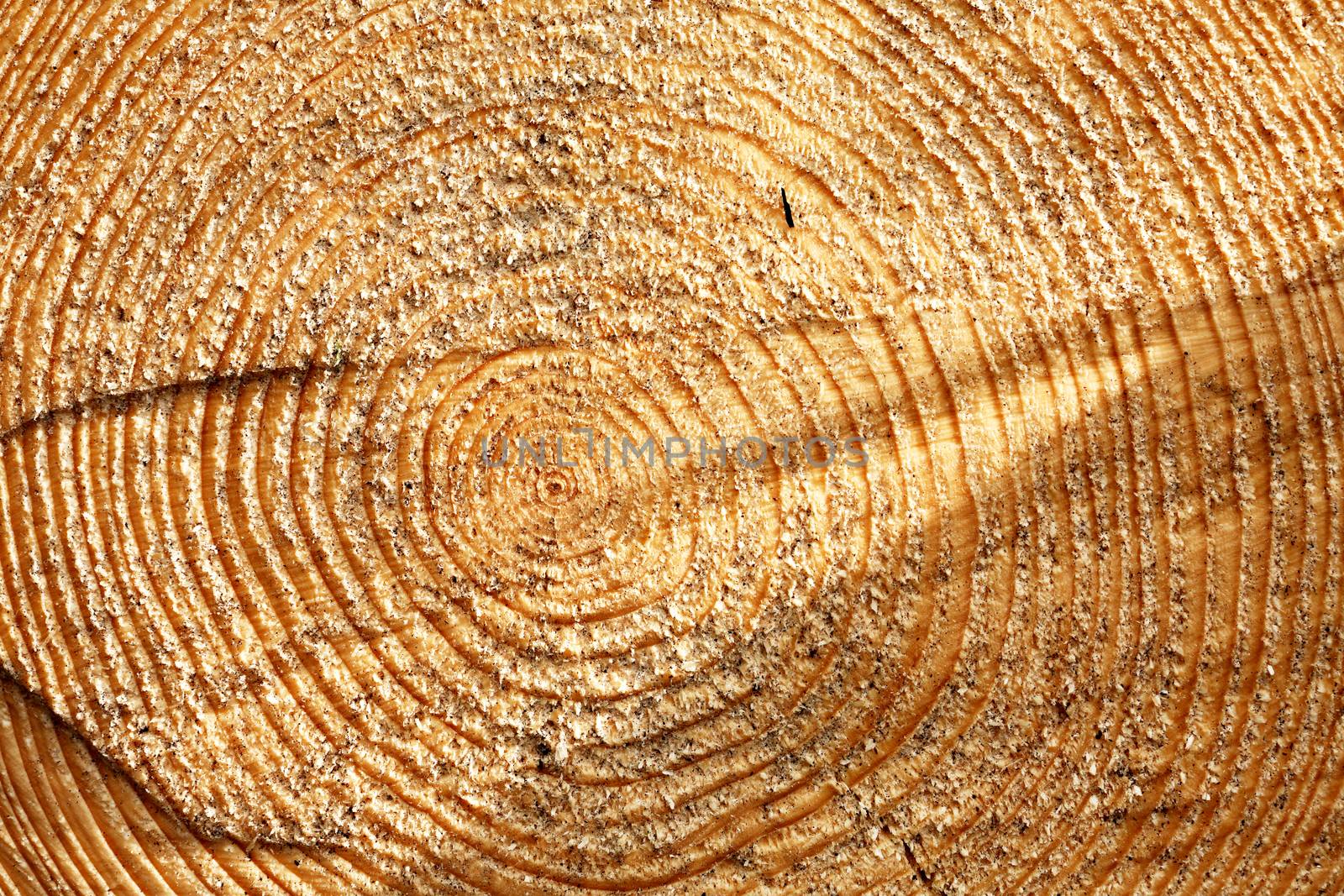 Wooden background. Cross-section of a tree extreme closeup