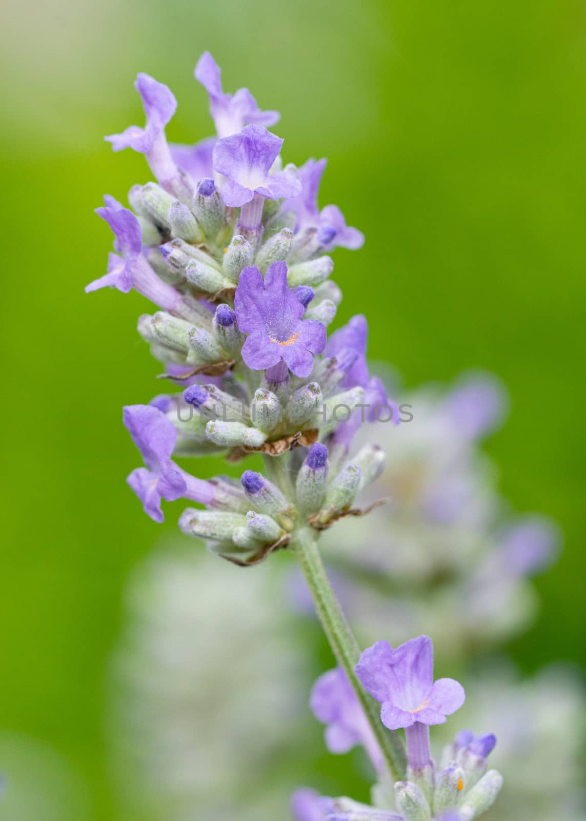 Lavender (Lavandula angustifolia), close up of the flower head