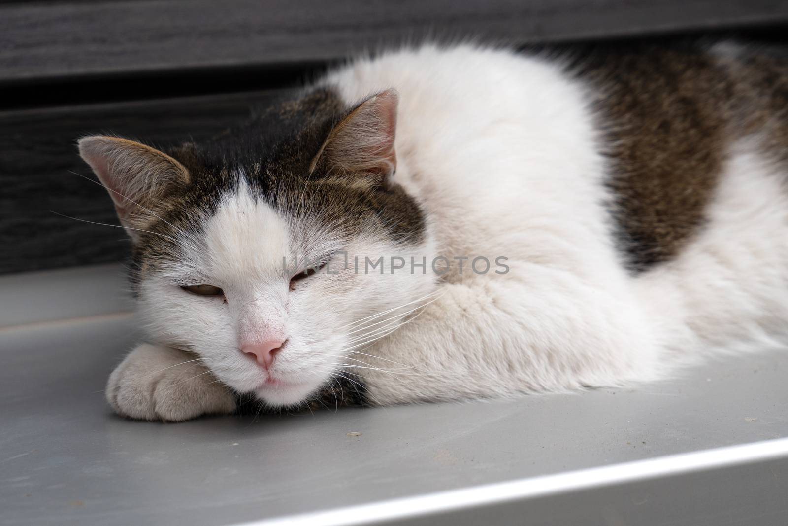 Cat sleeping on a window sill