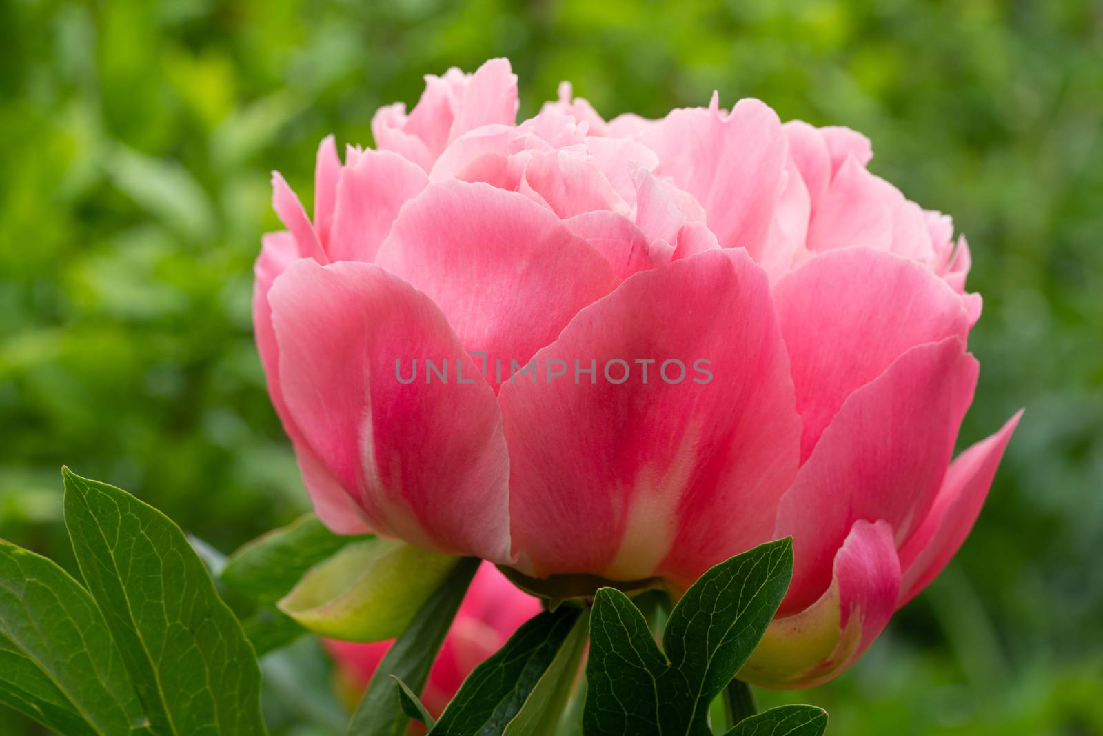 Close up image of Peony (Paeonia lactiflora), flowers of summer