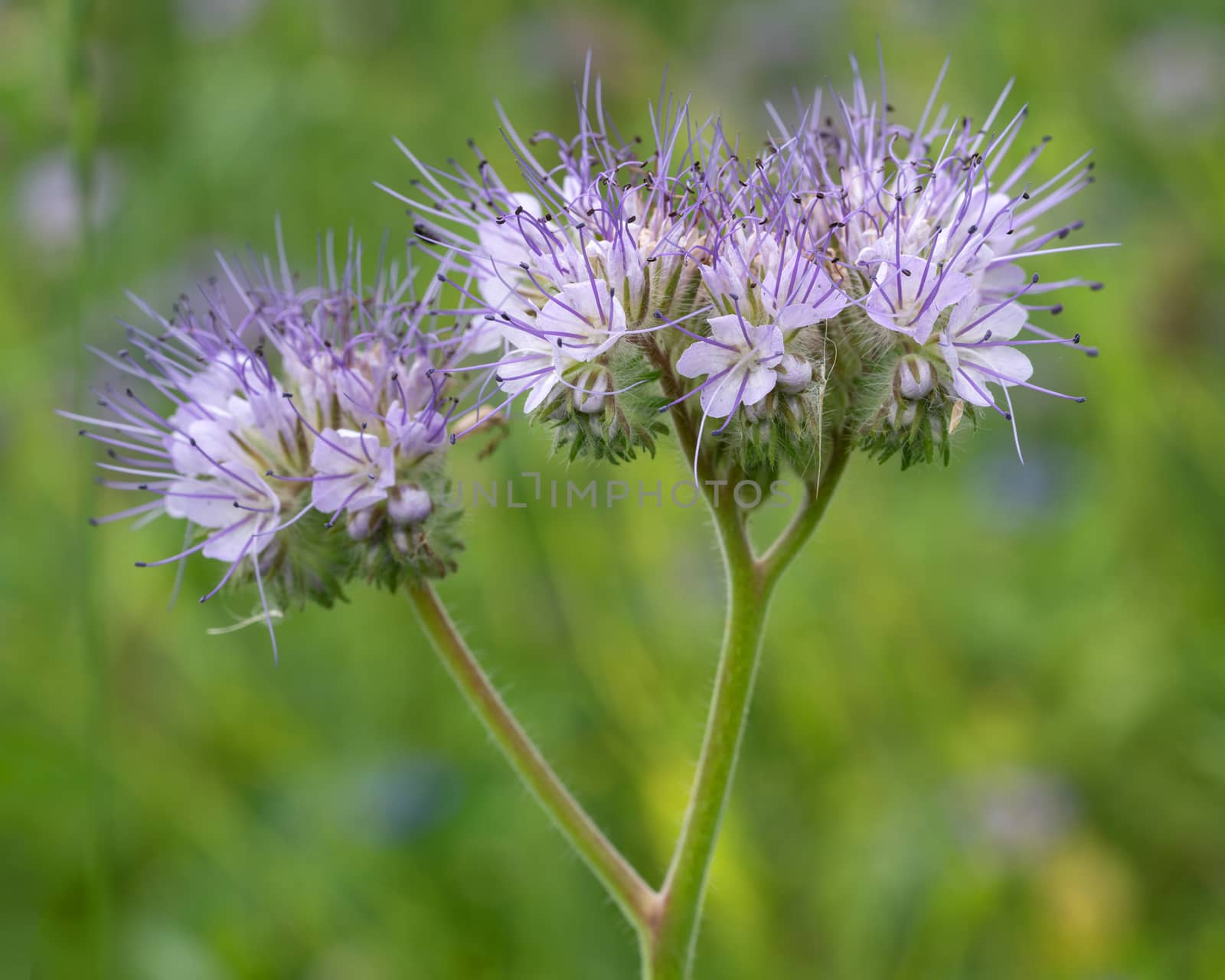 Close up image of lacy phacelia (Phacelia tanacetifolia) on a meadow