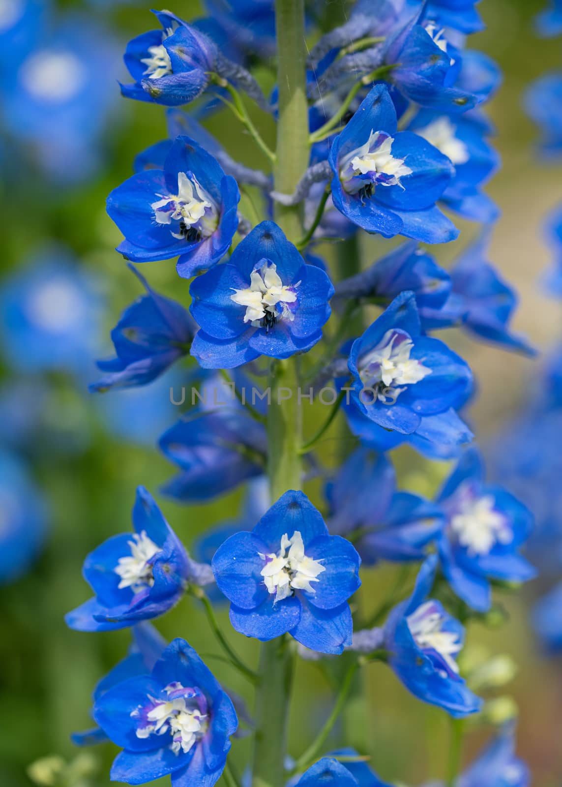 Candle larkspur (Delphinium elatum), close up of the flower head