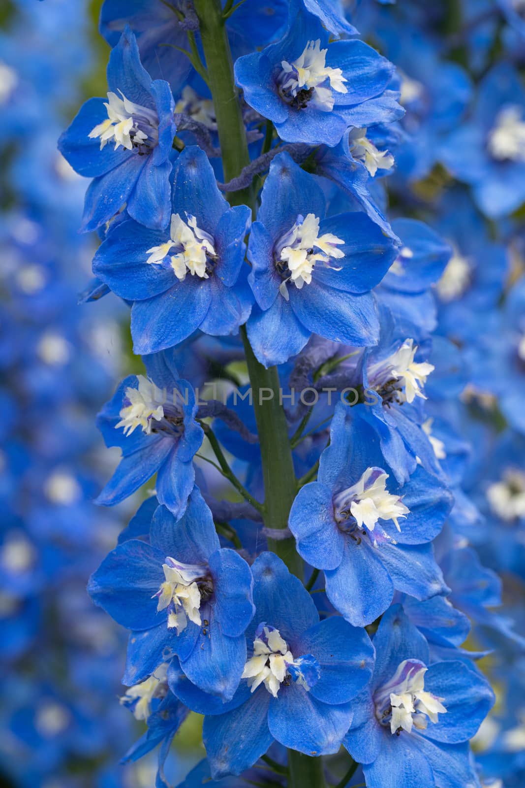 Candle larkspur, Delphinium elatum by alfotokunst