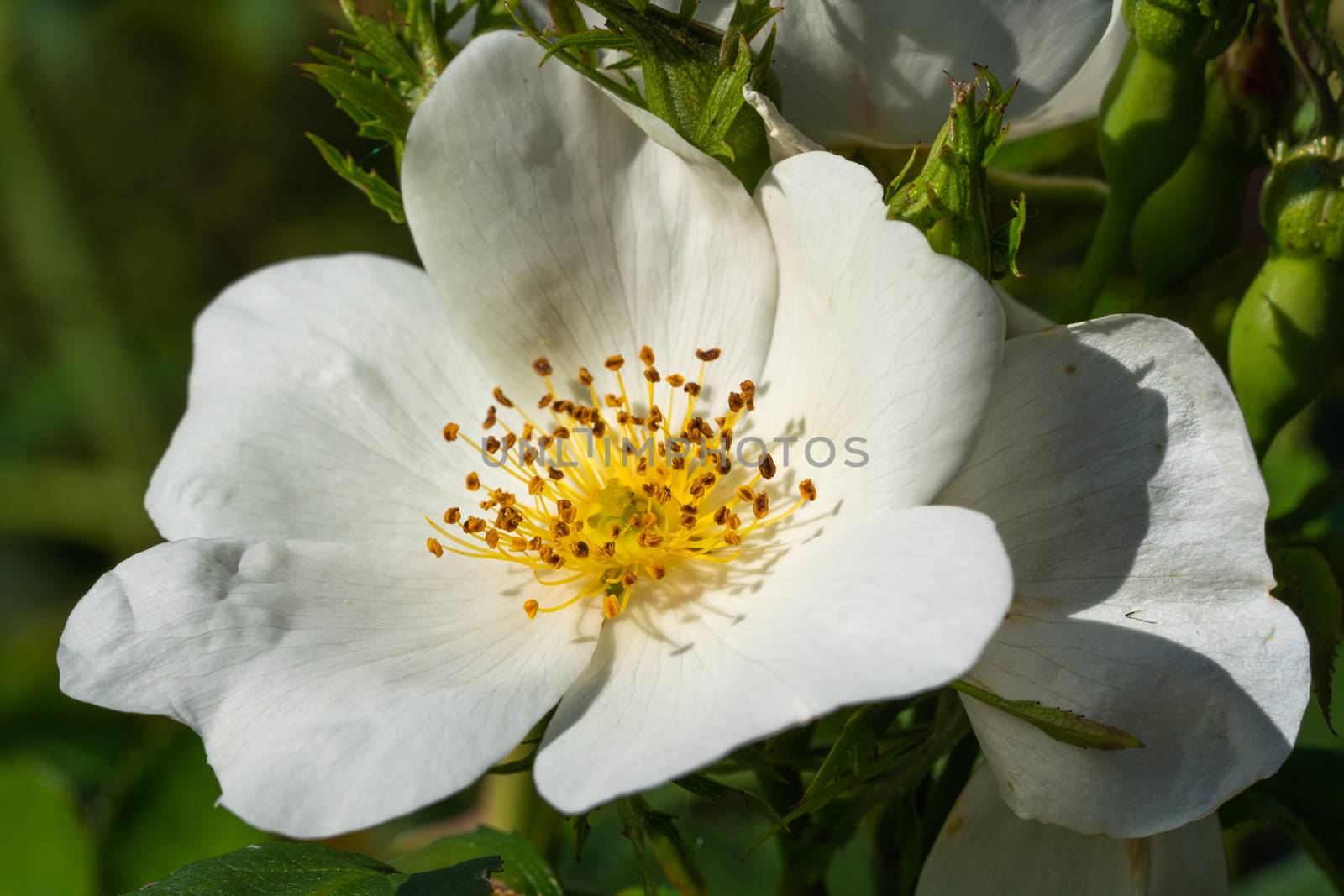 Dwarf rose (Rosa patio), bee-friendly flower of summer