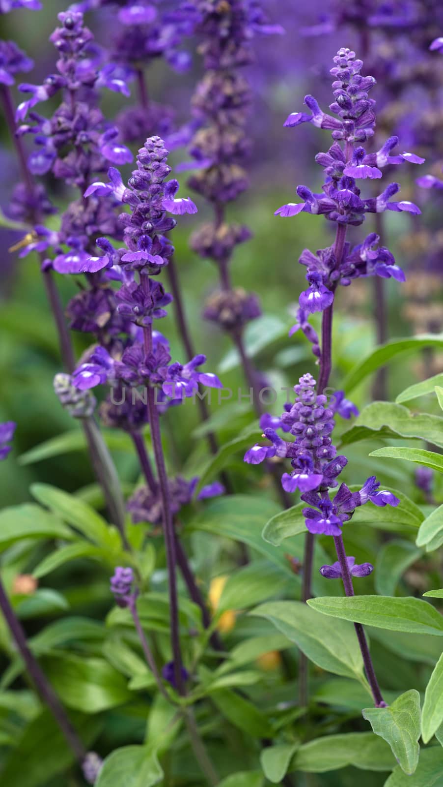 Close up image of Blue Sage (Salvia farinacea), flowers of summer