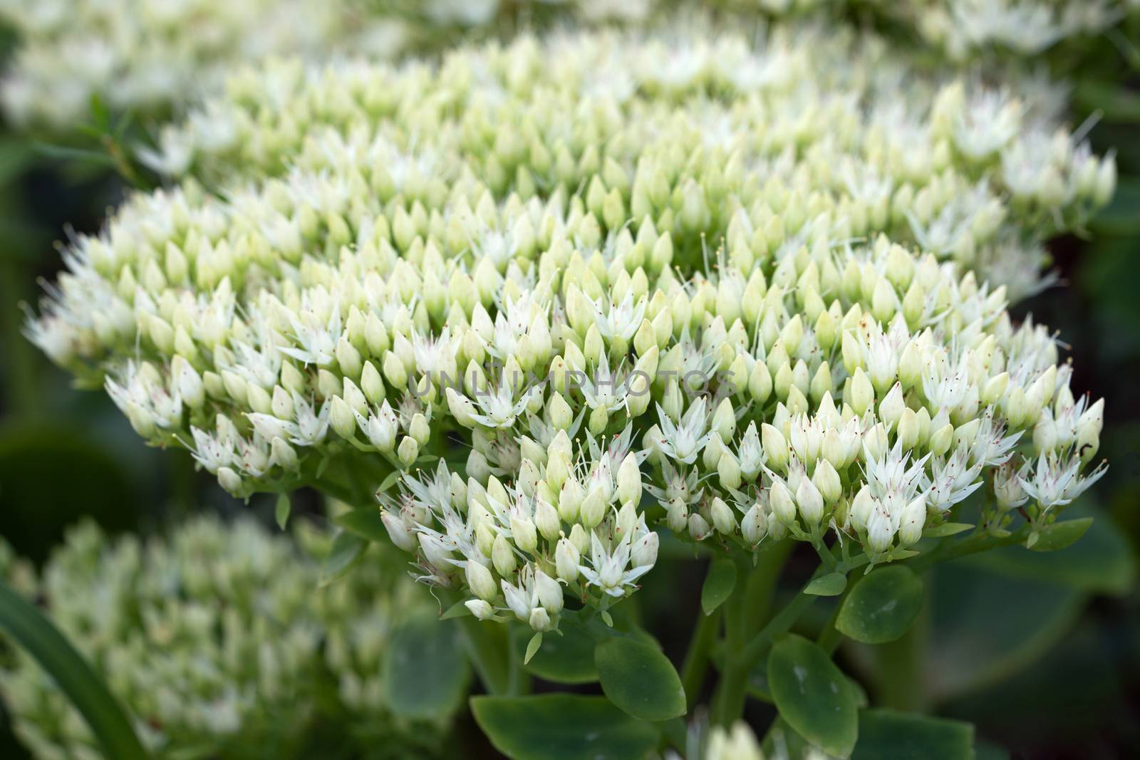 Close up image of sedum flower 