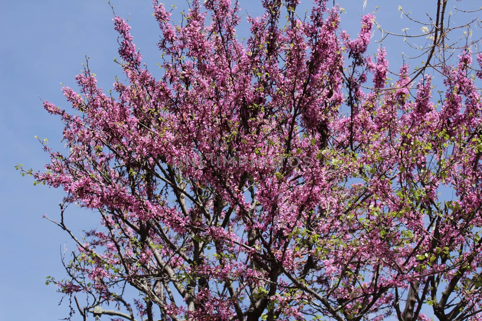 Colorful and relaxing garden with cherry blossom tree in Riopar, Albacete, Spain