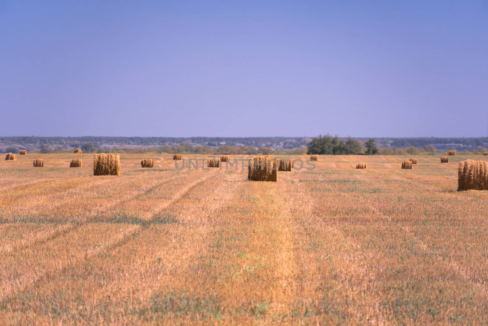 Haystacks on the field. Summer rural landscape. Landscape of the by YevgeniySam