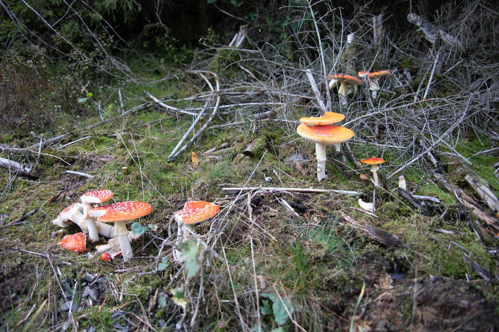 Beautiful group of toadstools in the autumn coniferous forest