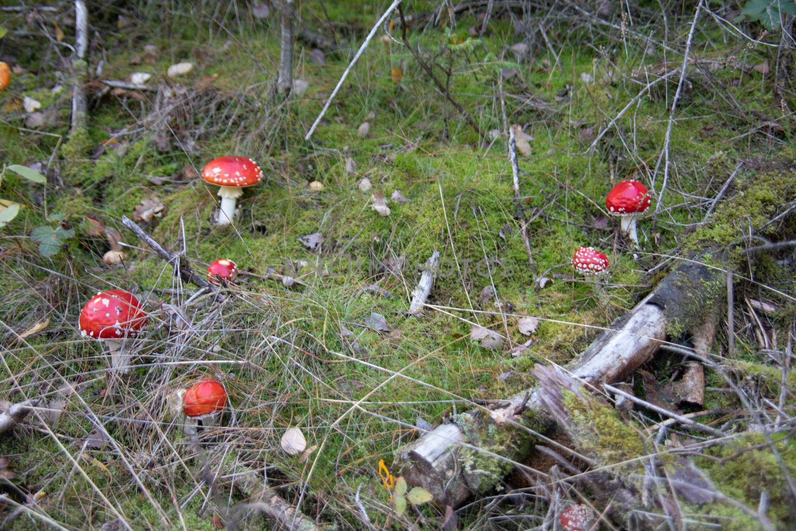 Beautiful group of toadstools in the autumn coniferous forest