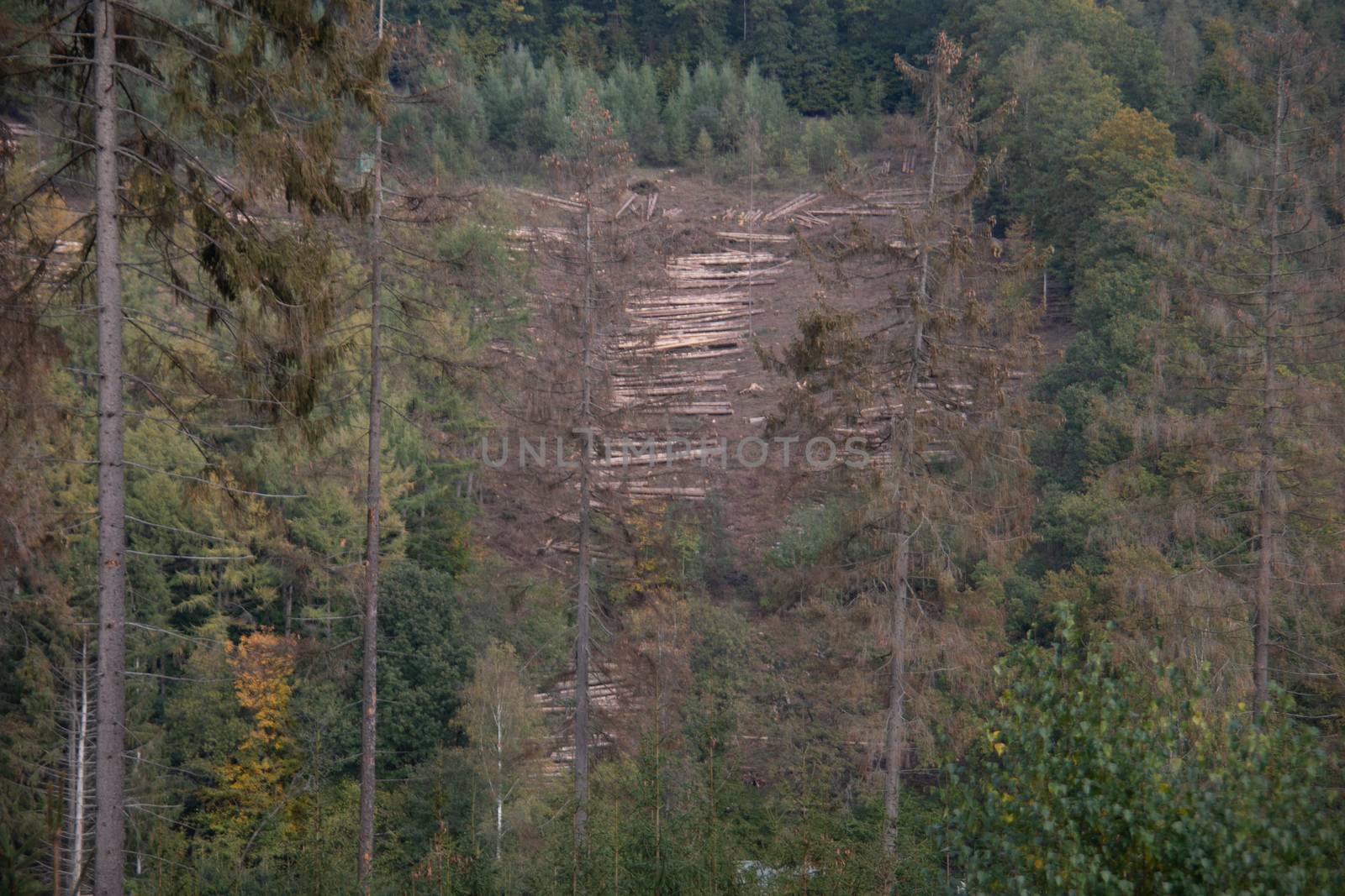 Logging work in the autumn coniferous forest