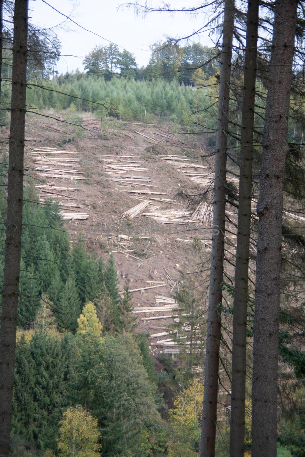 Logging work in the autumn coniferous forest by Dr-Lange