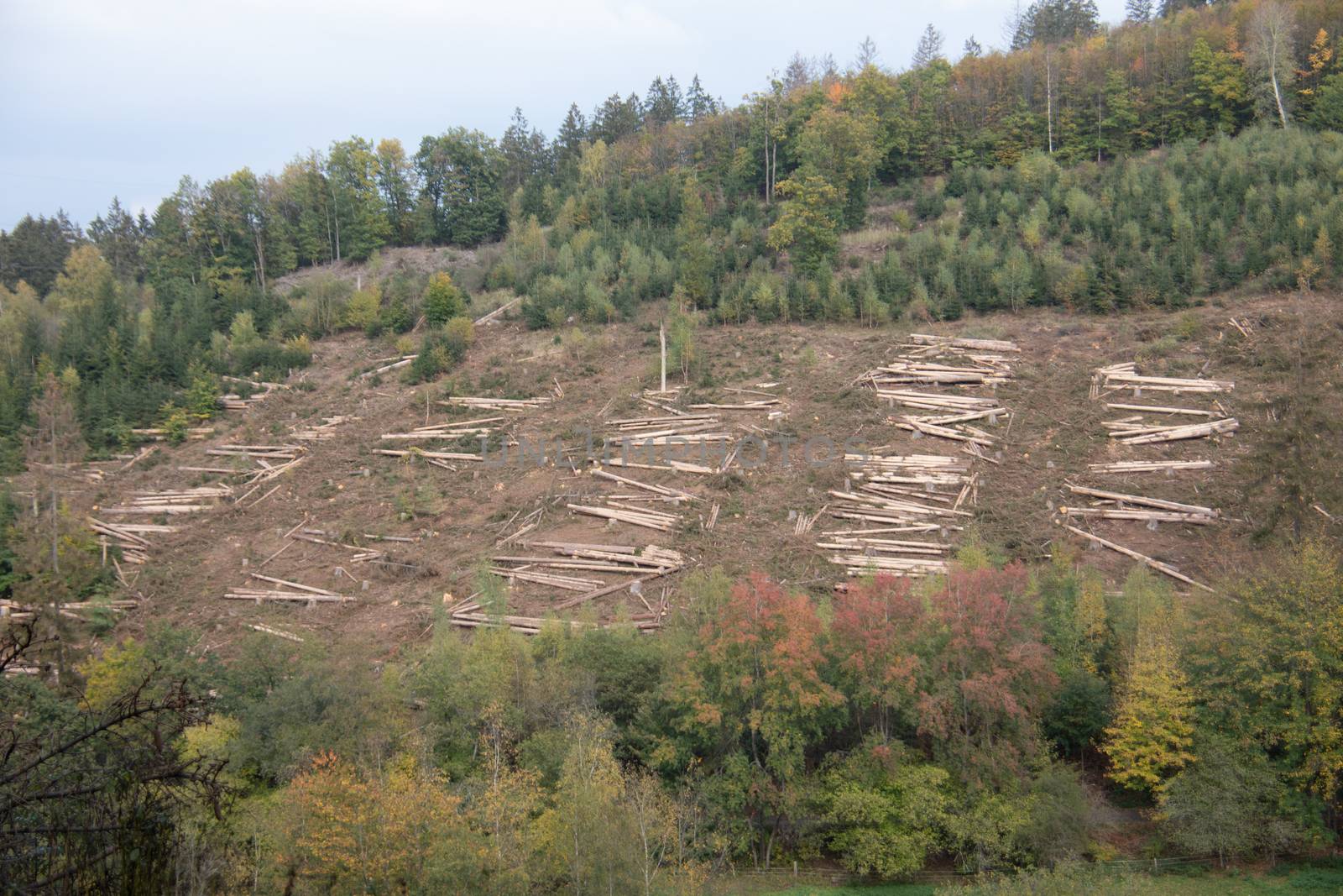 Logging work in the autumn coniferous forest