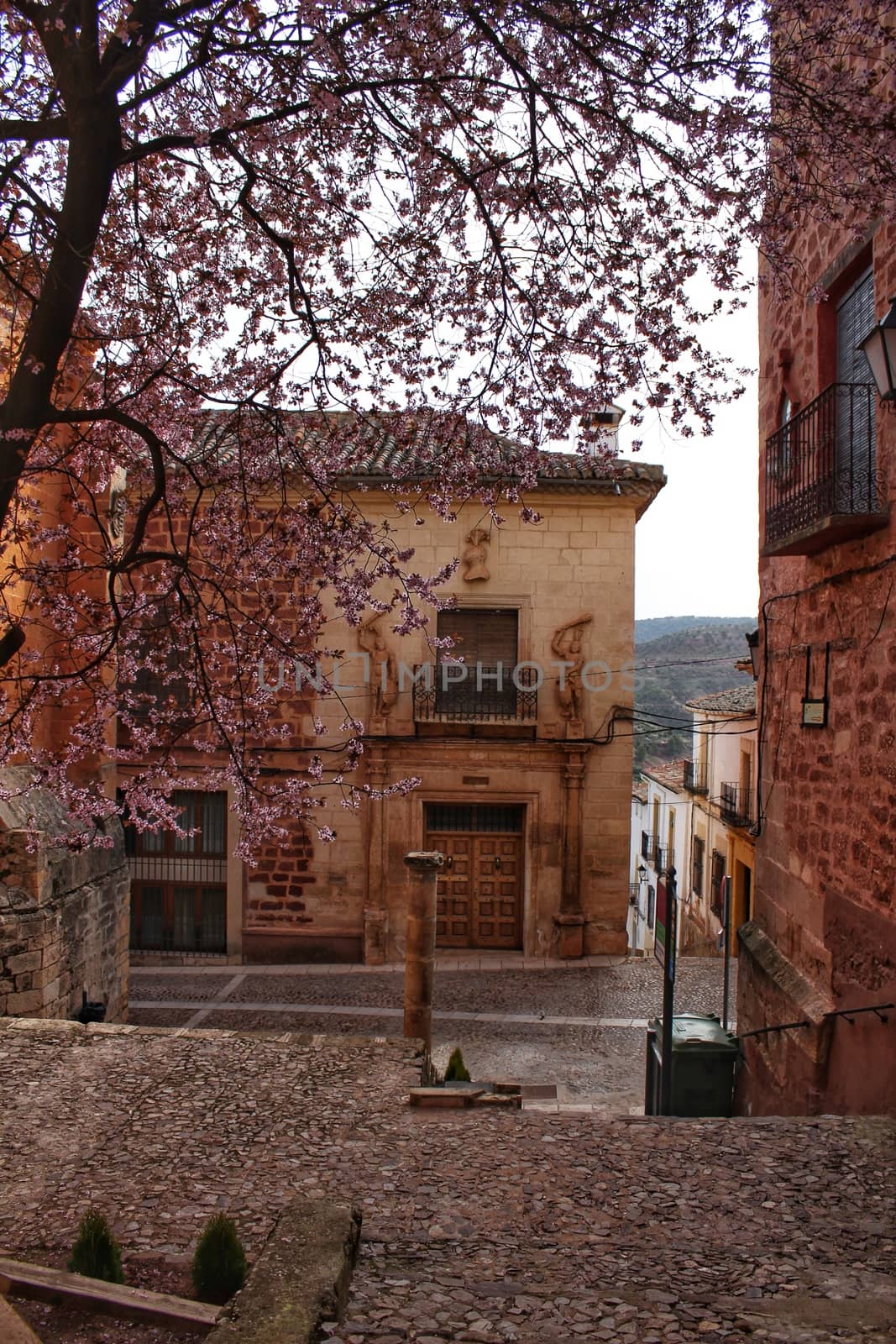 Beautiful pink cherry tree in bloom in a town square in Alcaraz in spring. Old and antique facades and stone stairs in foreground