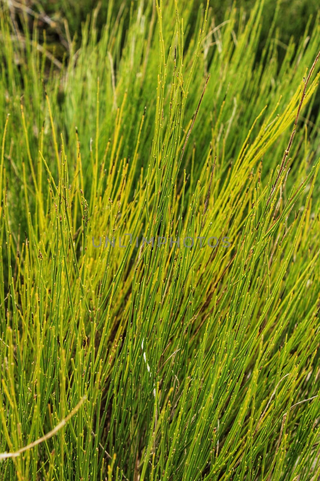 Equisetum Arvense plant texture by soniabonet