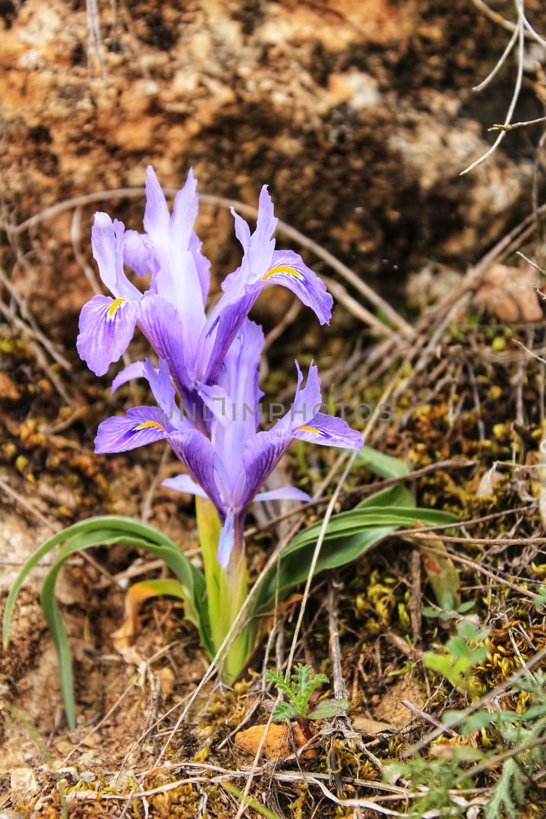 Purple bearded Iris flower in the mountain by soniabonet