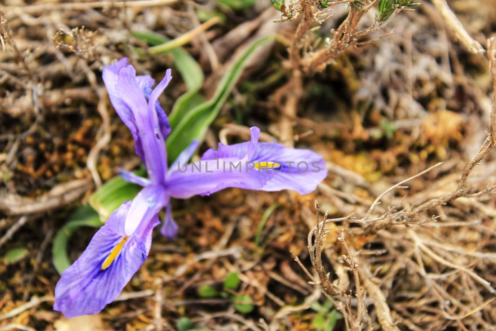 Purple bearded Iris flower in the mountain in Spain