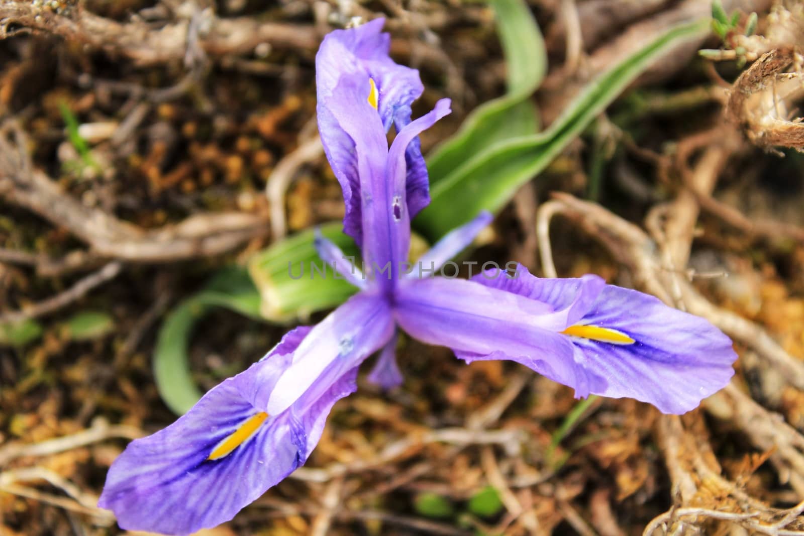 Purple bearded Iris flower in the mountain by soniabonet