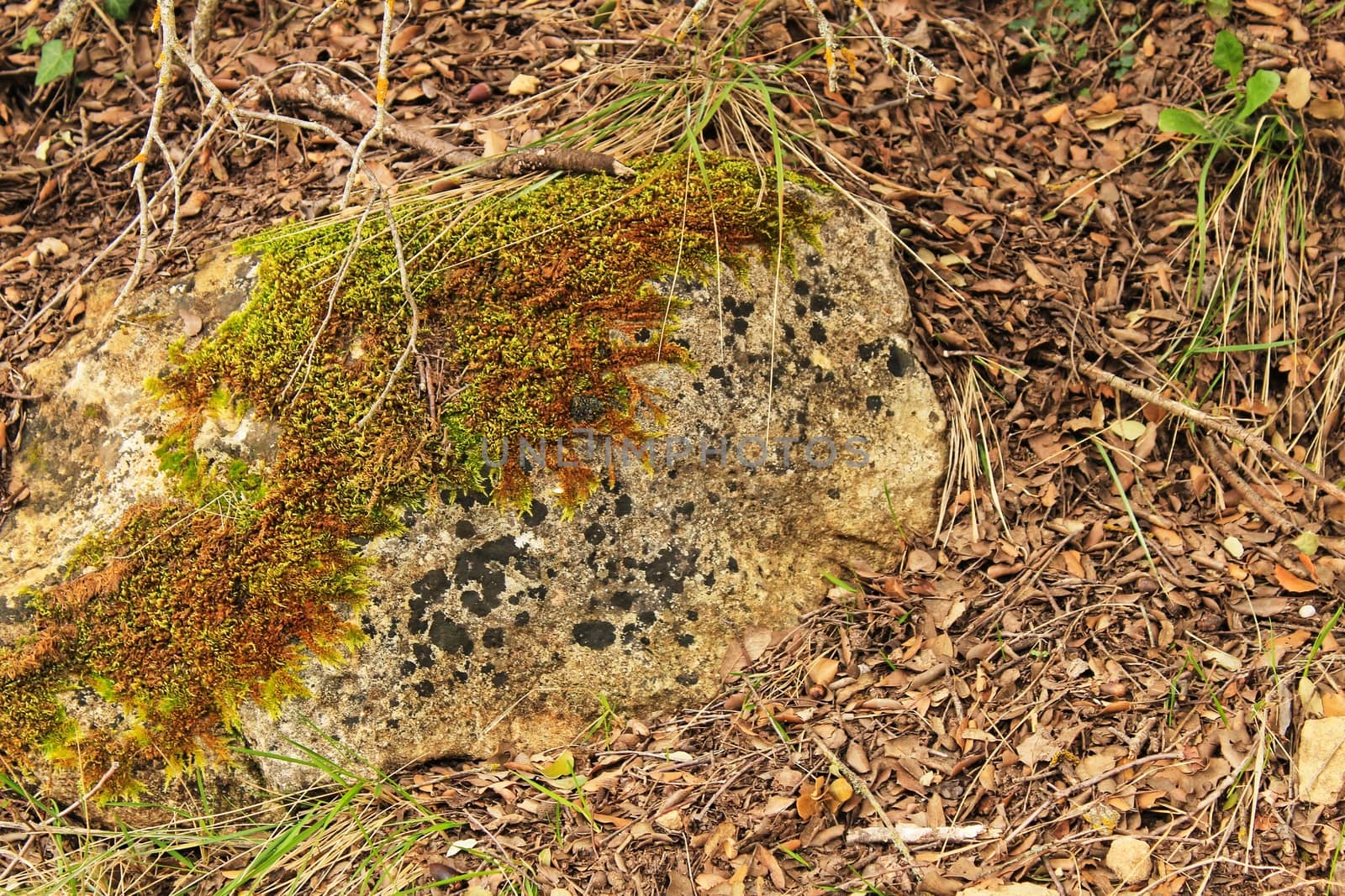 Colorful texture of moss on gray stone by soniabonet