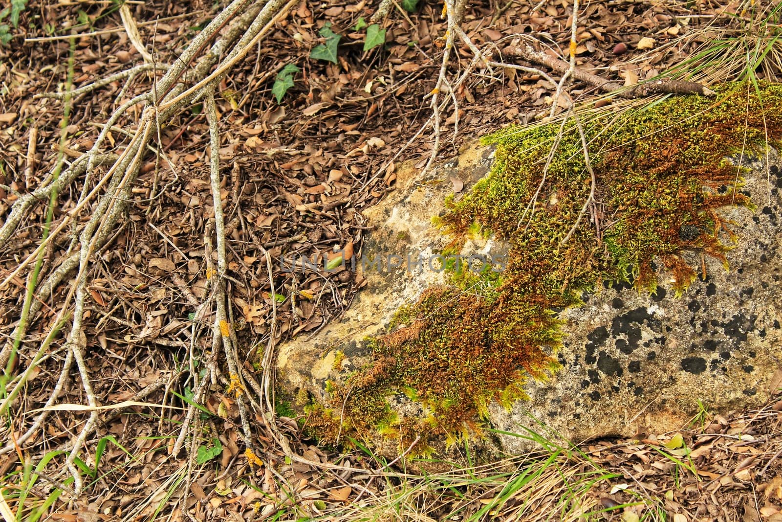 Colorful texture of moss on gray stone surrounded by leaves in Alcaraz