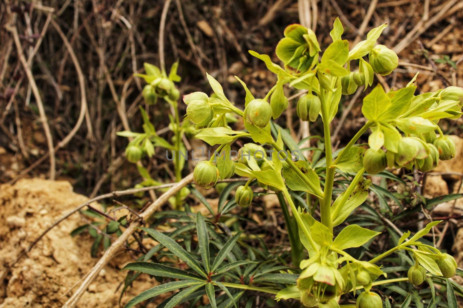 Helleborus Foetidus plant in the mountain in Spring
