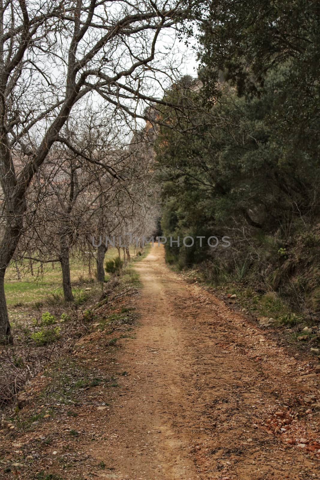 Mountain landscape and path between green vegetation in spring by soniabonet