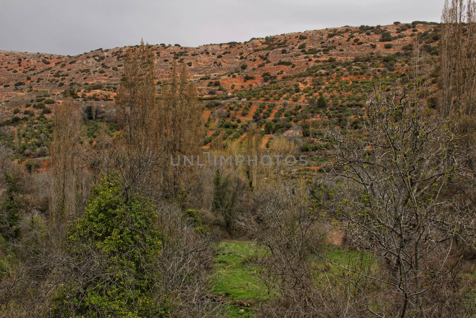 Mountain landscape with green vegetation in spring by soniabonet