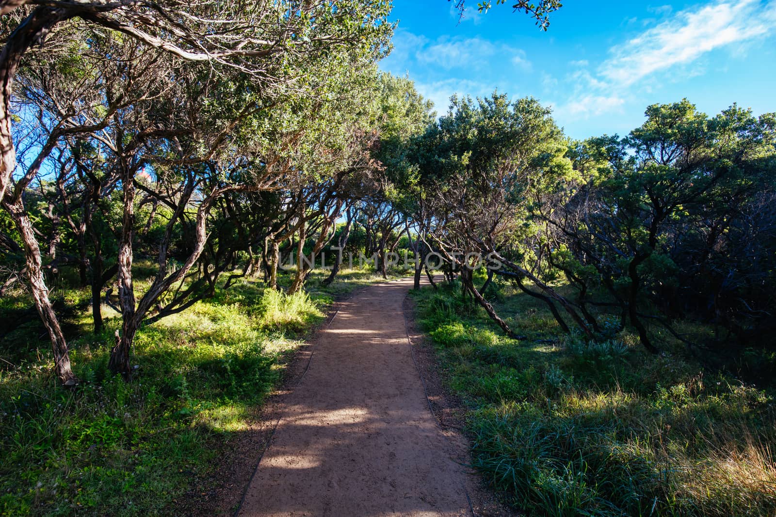 Cape Schanck Lighthouse Reserve on a cool clear winter's morning on the Mornington Peninsula in Victoria, Australia