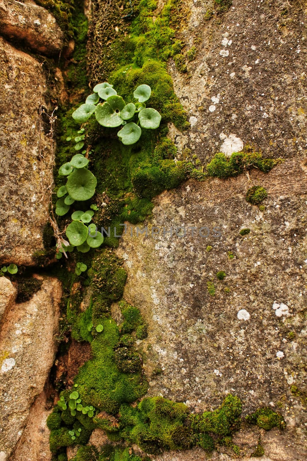 Colorful Lichen and moss on fountain stone in Alcaraz