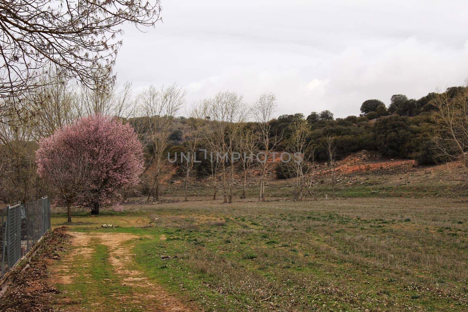 Pink cherry blossom in the mountain under gray sky in spring