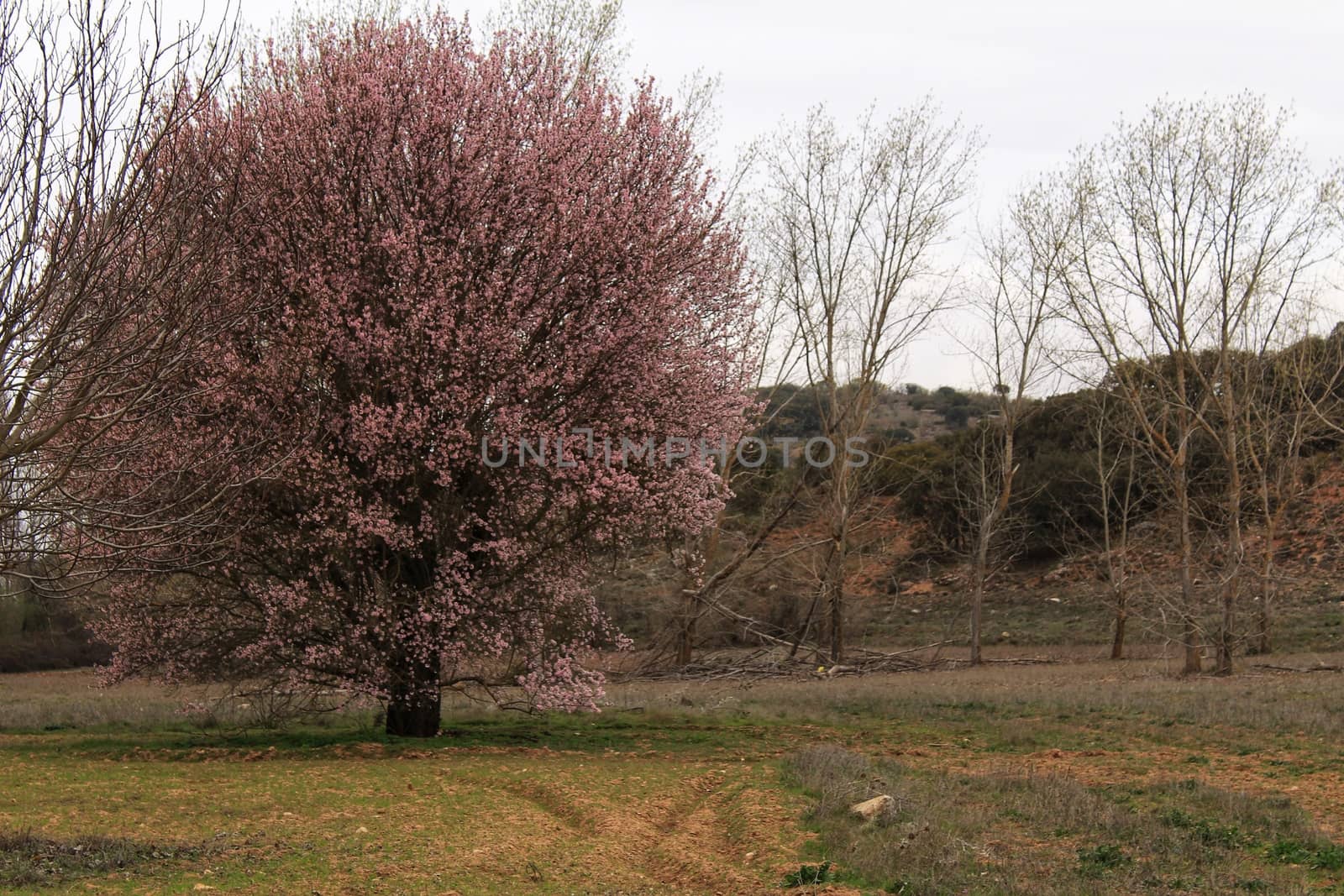 Pink cherry blossom in the mountain under gray sky in spring