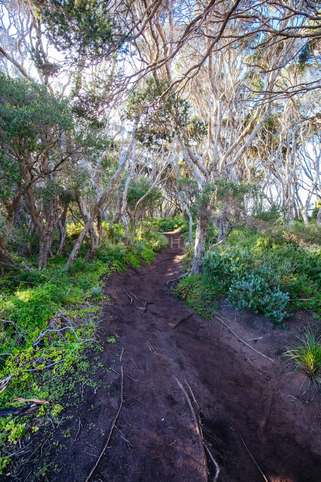 The start of the Two Bays Walking Track from near Cape Schanck Lighthouse on the Mornington Peninsula in Victoria, Australia