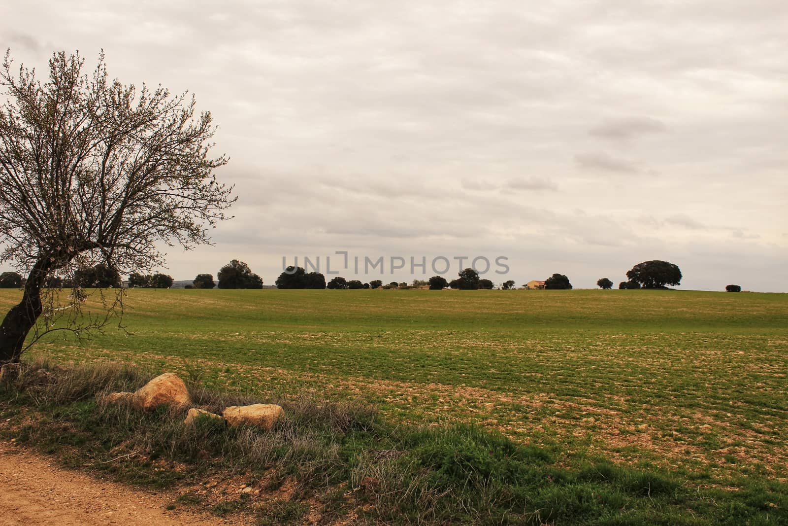 Green meadow landscape with oak trees under cloudy sky in Castilla La Mancha, Spain