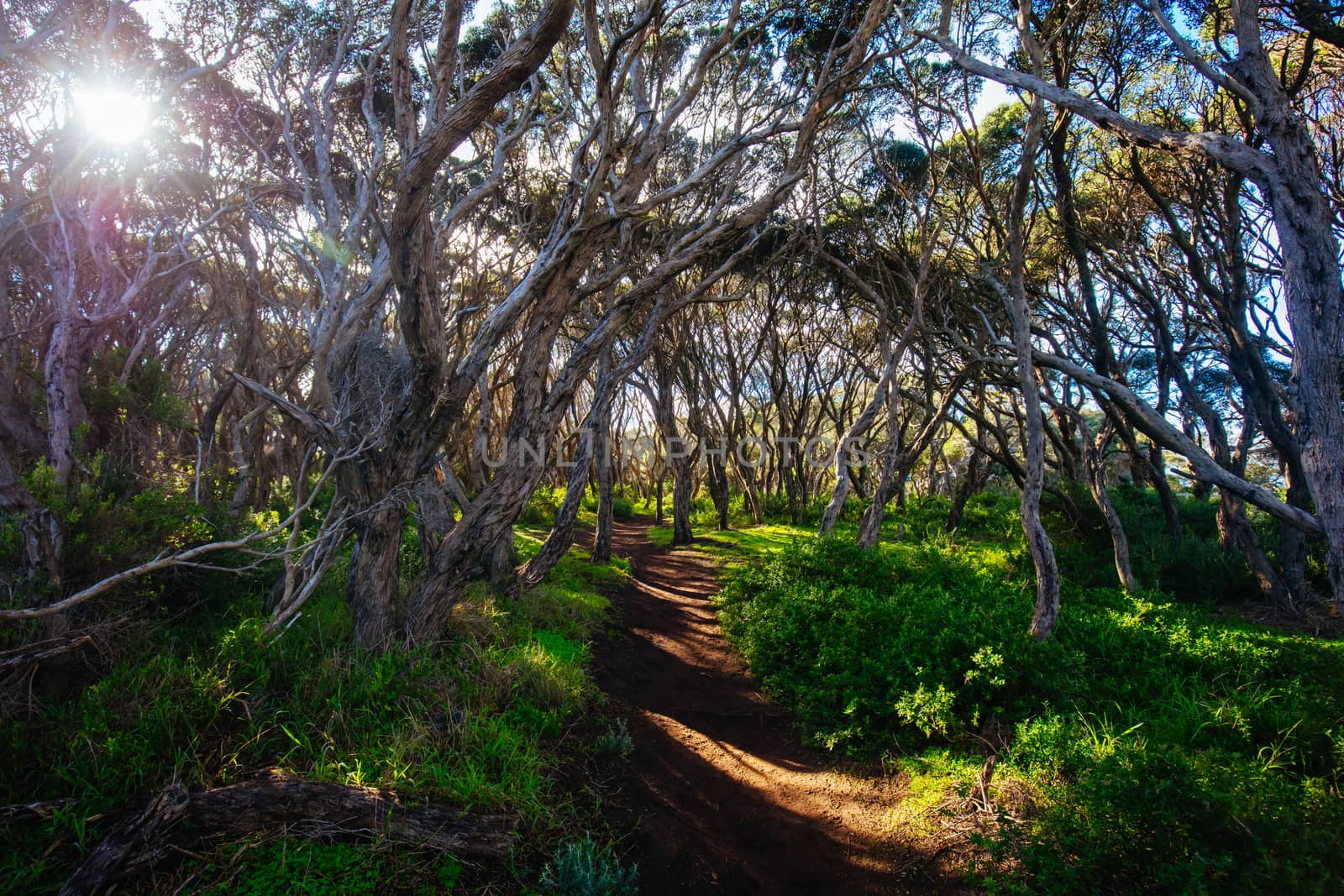 The start of the Two Bays Walking Track from near Cape Schanck Lighthouse on the Mornington Peninsula in Victoria, Australia