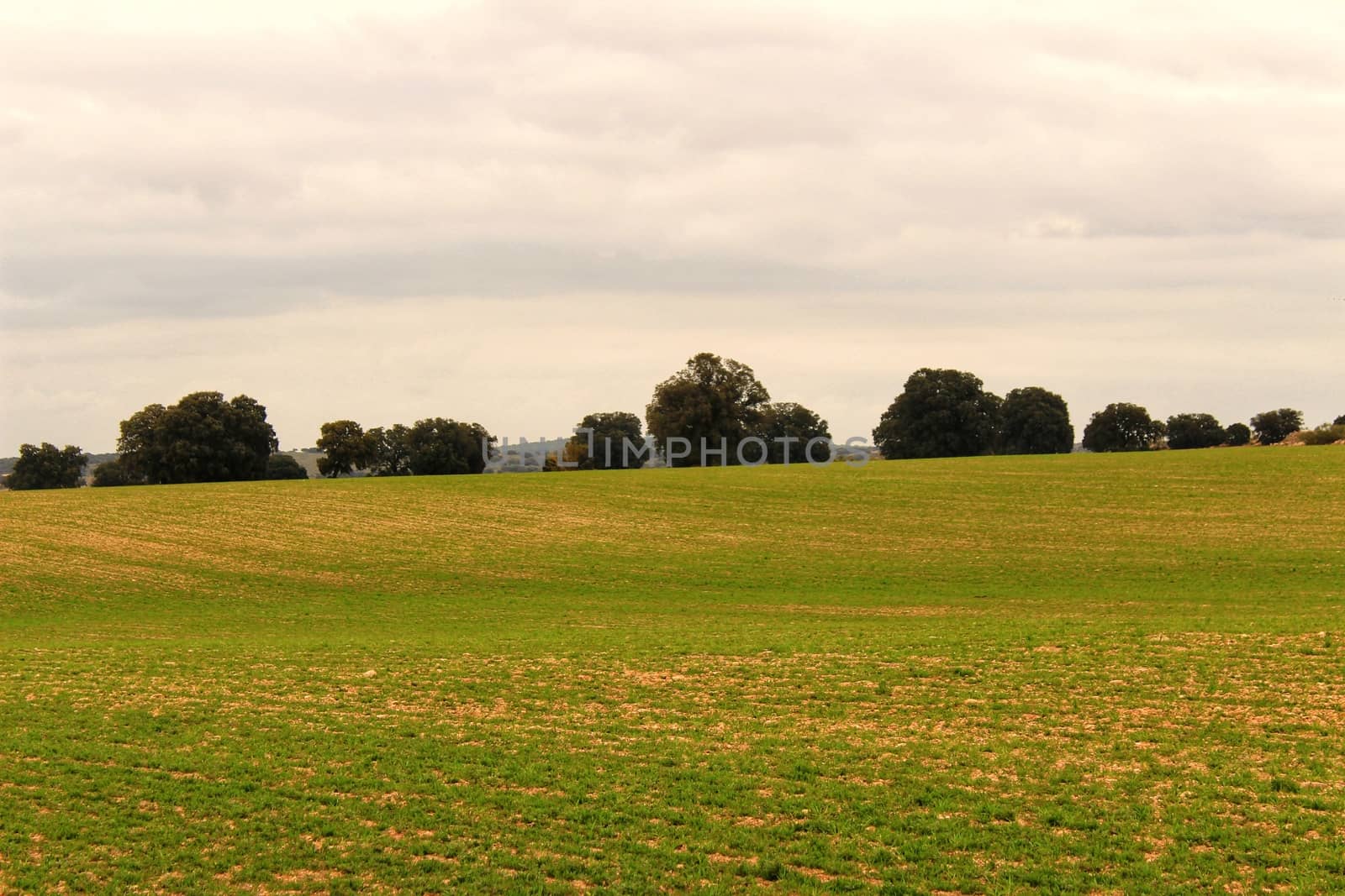 Green meadow landscape by soniabonet