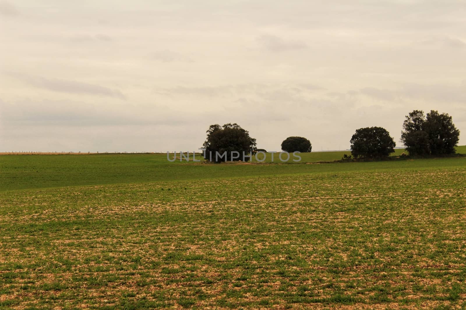 Green meadow landscape with oak trees under cloudy sky in Castilla La Mancha, Spain