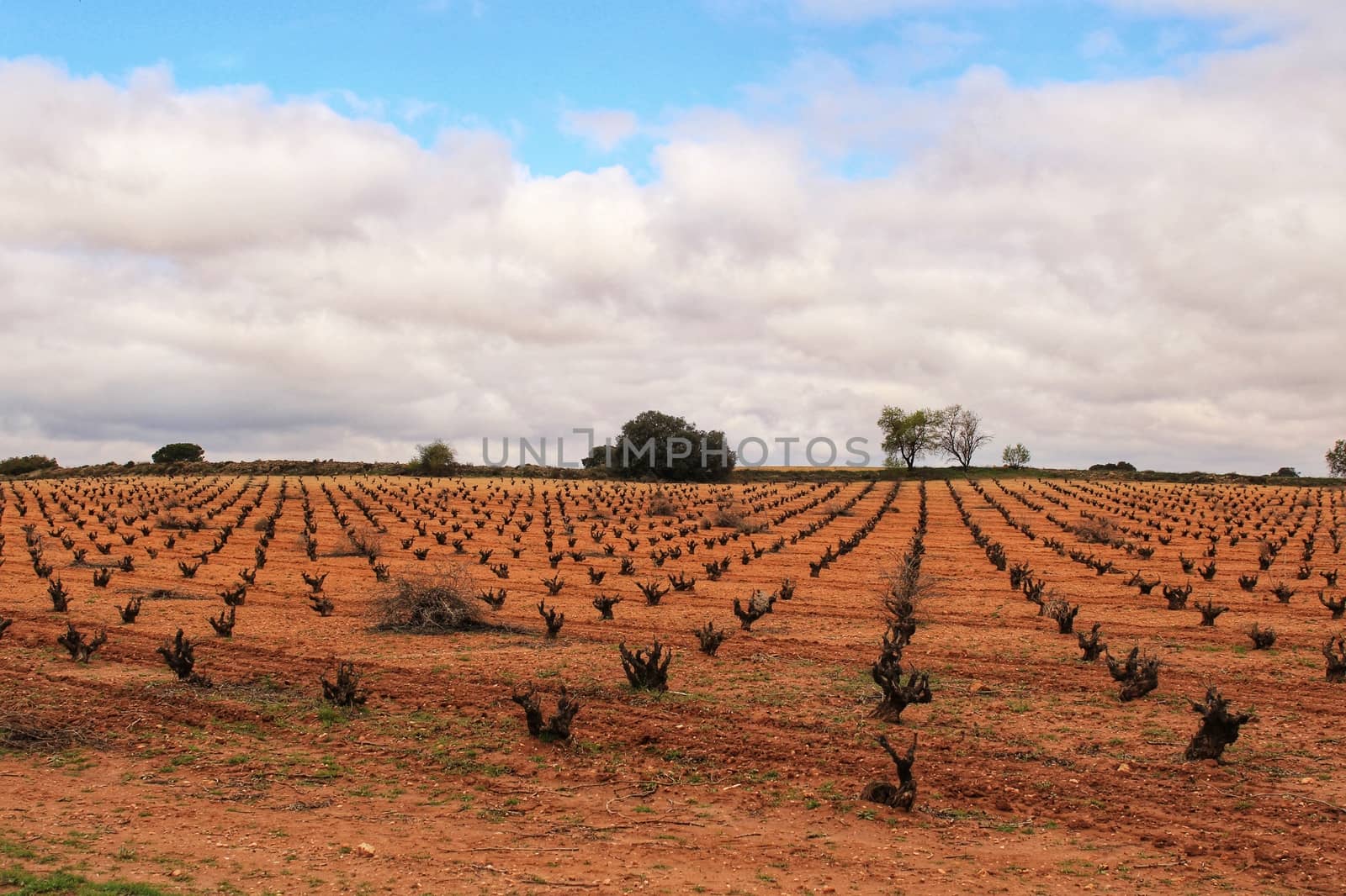 Landscape of vineyards under gray sky in Castilla la Mancha by soniabonet