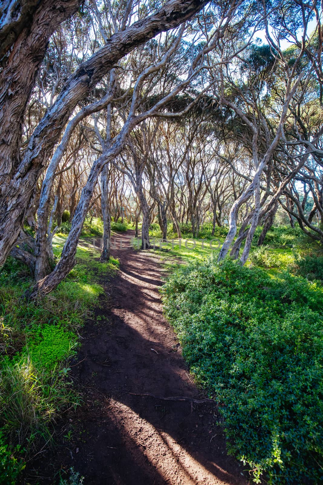 The start of the Two Bays Walking Track from near Cape Schanck Lighthouse on the Mornington Peninsula in Victoria, Australia