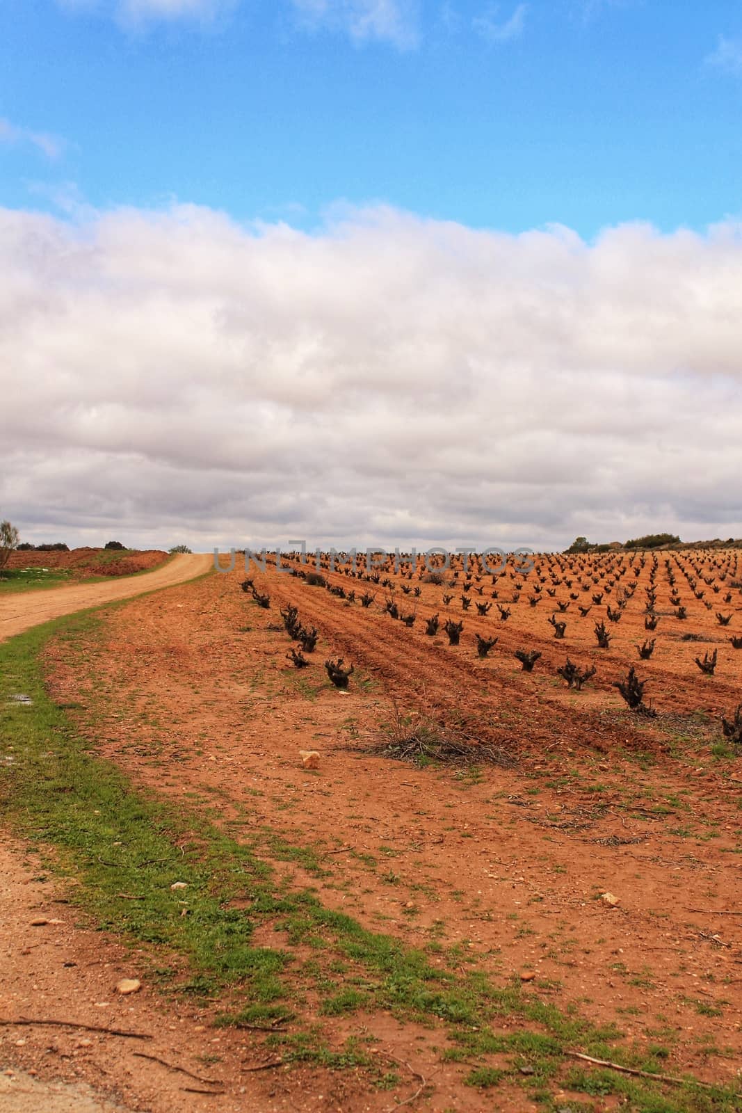 Landscape of vineyards with red land under gray sky in Castilla la Mancha, Spain